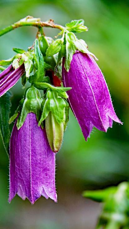 紫の花が咲いている植物

