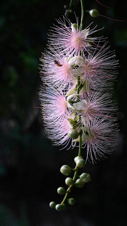 花が咲いている植物

