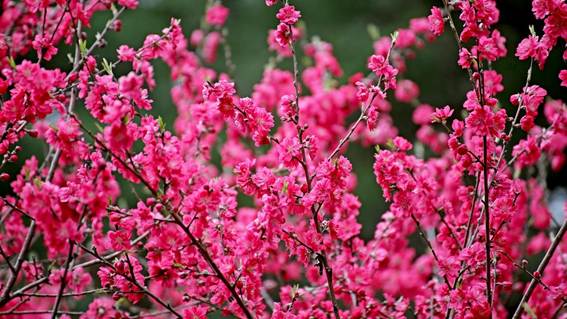 ピンクの花が咲いている木

