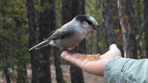 森の中にいる鳥

AI 生成コンテンツは誤りを含む可能性があります。