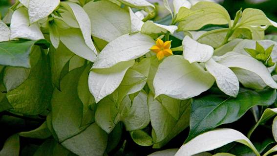 花が咲いている植物

AI 生成コンテンツは誤りを含む可能性があります。