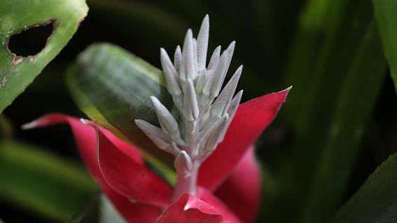 花が咲いている植物

AI 生成コンテンツは誤りを含む可能性があります。