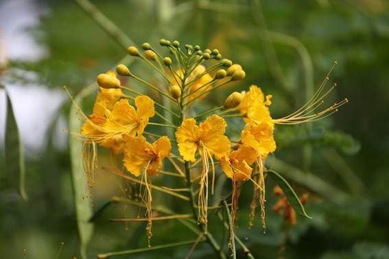 花が咲いている植物

AI 生成コンテンツは誤りを含む可能性があります。