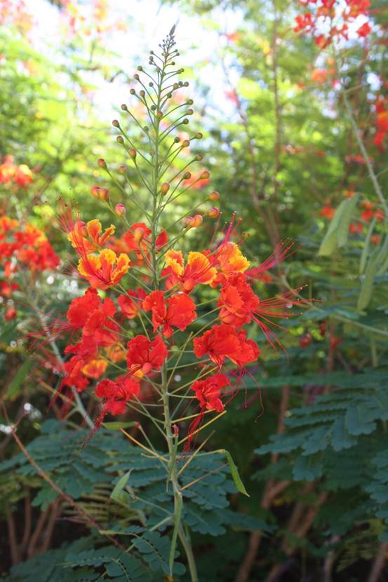 森の中の花

AI 生成コンテンツは誤りを含む可能性があります。