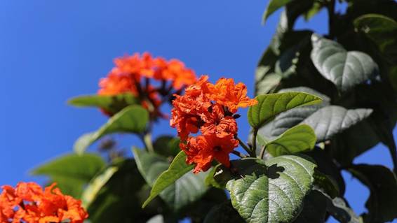 花が咲いている植物

AI 生成コンテンツは誤りを含む可能性があります。