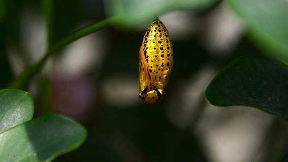 緑のバナナの花

AI 生成コンテンツは誤りを含む可能性があります。