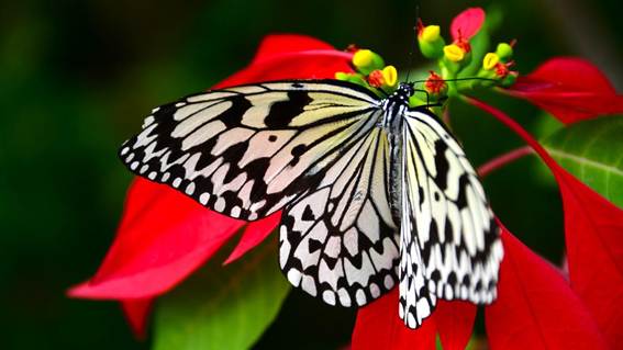 花 が含まれている画像

AI 生成コンテンツは誤りを含む可能性があります。