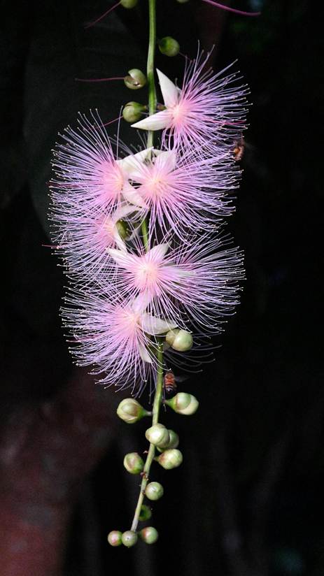 紫の花が咲いている植物

AI 生成コンテンツは誤りを含む可能性があります。
