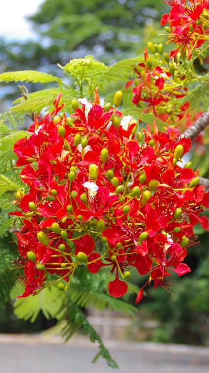 花が咲いている植物

AI 生成コンテンツは誤りを含む可能性があります。