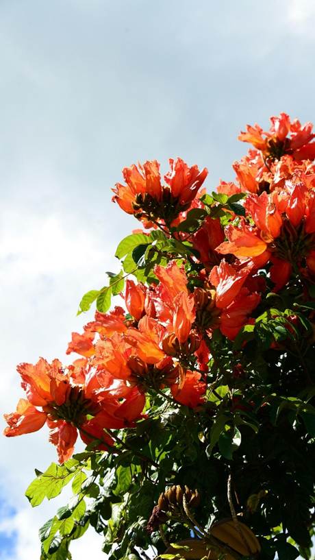 花が咲いている植物

AI 生成コンテンツは誤りを含む可能性があります。