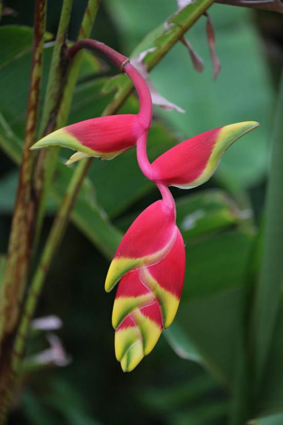 花が咲いている植物

AI 生成コンテンツは誤りを含む可能性があります。
