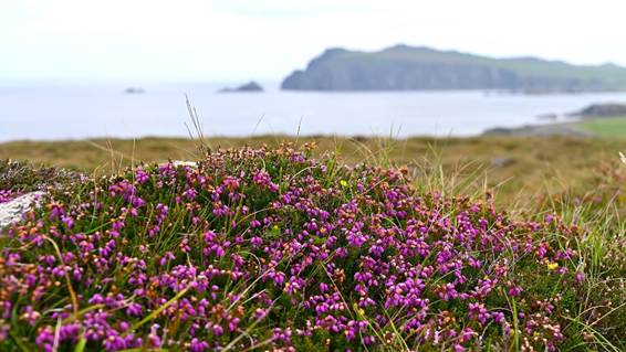 花の平野
AI 生成コンテンツは誤りを含む可能性があります。