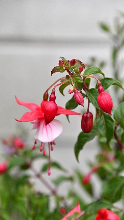 ピンクの花
AI 生成コンテンツは誤りを含む可能性があります。