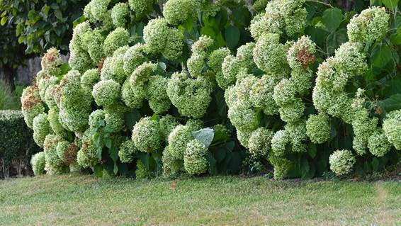 草の上にあるブロッコリー
AI 生成コンテンツは誤りを含む可能性があります。